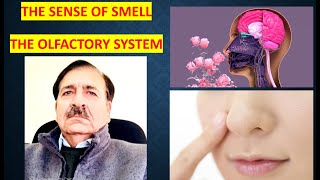 The sense of smell The olfactory system Lectures by Dr Alamzeb [upl. by Noiro41]