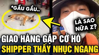 Đi GIAO HÀNG cho khách shipper bỗng NHỤC NGANG khi thấy phong cách sủa của CỜ HÓ  Tin 3 Phút [upl. by Barabbas]