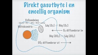 Gasutbyte och andning Olika djurs andningssystem [upl. by Nortyad]