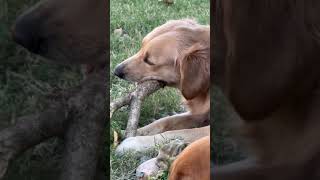 Stick Chewing is Serious Business at My House dog [upl. by Yniar]