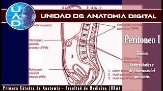 Peritoneo I generalidades y dependencias  UAD  Primera cátedra de Anatomía  FMed  UBA [upl. by Antoni]