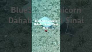 BlueSpine Unicorn  Dahab [upl. by Napoleon]