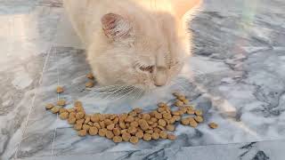 Mindblowing Huge Botfly Extraction from Kitten Episode 7 [upl. by Qerat]