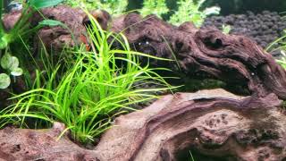 Rotala Wallichii juncus repens pinnatifida Cinematic only [upl. by Egarton504]