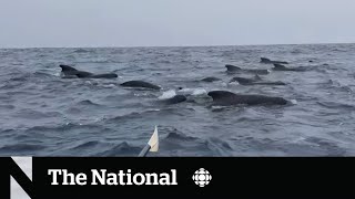 TheMoment a rower was swarmed by whales while crossing the Atlantic [upl. by Galang178]