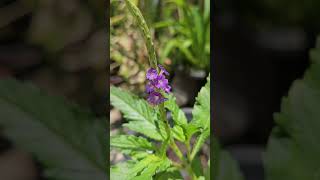 Stachytarpheta sp nature flowers beautiful naturephotography [upl. by Willdon]