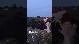 I saw lovely Cows in Athlone Ireland [upl. by Ylrebmit759]