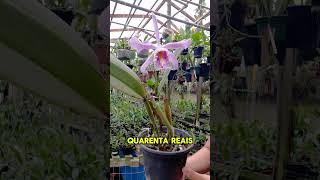 Cattleya Máxima Aliciae Whatsapp 47 984791939 [upl. by Atile333]