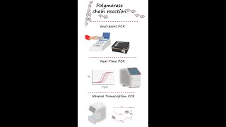 Endpoint PCR realtime PCRqPCR and reverse transcription PCR RTPCR in under 3 minutes [upl. by Aidahs]