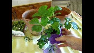 COMMENT PLANTER DES FRAISIERS EN POT POUR BALCON PARTIE 1 [upl. by Niela]