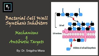 Why Penicillin is more effective on Gram Positive Bacteria Compared To Gram Negative Bacteria [upl. by Seraphina111]