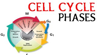 Cell cycle phases  prophae metaphase anaphase and telophase [upl. by Dal]