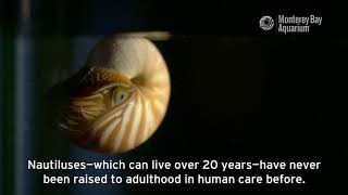 Chambered Nautilus Are Hatching At The Aquarium [upl. by Ayrotal]