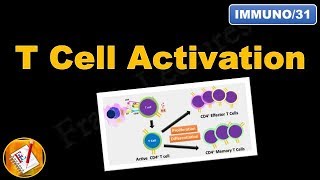 T cell Activation and differentiation FLImmuno31 [upl. by Nov117]