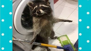 Best Cute Raccoon Video Compilation Funny Baby And Pet [upl. by Annekam]