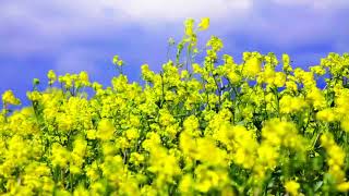 Canola Time Lapse [upl. by Lanahtan282]