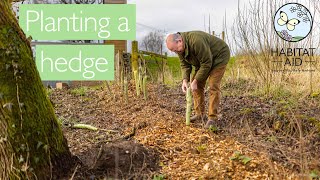 How to plant a native hedge [upl. by Fronnia]