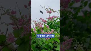 নাম তার প্রেমলতা [upl. by Enomyar]