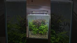 AQUARIUM PLANT CARE aquariumplants aquascaping aquaticplants fishtank plantedaquarium plants [upl. by Gad]