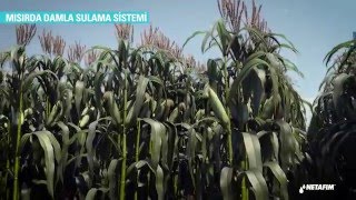 On surface drip irrigation for corn in Turkey– Solution and benefits [upl. by Anemix]