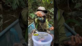 Ikan ini dinamai kelabau mata merah [upl. by Roger]