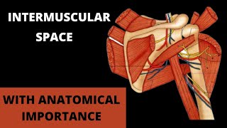 INTERMUSCULAR SPACE OF THE SCAPULAR REGION I UPPER LIMB ANATOMY [upl. by Erminie]