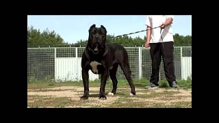 Black presa canario [upl. by Aroda]