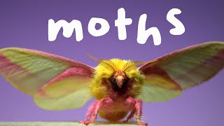 7 Spectacular Moths in Slow Motion [upl. by Sinnoda]