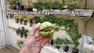 How to grow Chayote from Fruit step by step [upl. by Mellette]