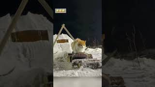 cat winter cut cute love lovecats lovedogs funny virla viralvideo foryou foryoupage [upl. by Kilam202]