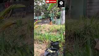 DUEL Lanang Vs Kambing 🤣🤣 comedy comedyshorts comedyvideos compilation viralvideo [upl. by Valtin]