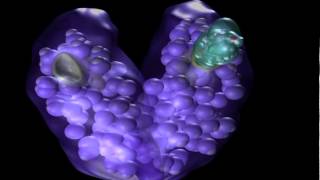 Animation The Estrogen Mechanism [upl. by Hewart]