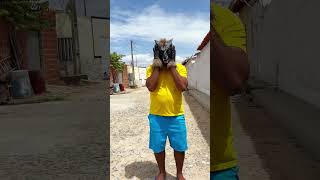 O lobo funny comedy humor shortsvideo [upl. by Ellehctim]