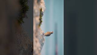 Filming the Chukars was such a wonderful experience 😍 bird wildlifephotography [upl. by Batruk]