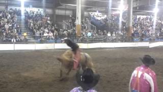 Klamath falls bull mania [upl. by Rfinnej]