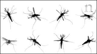 The mystery of mosquito flight [upl. by Koppel]