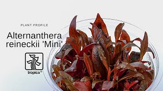 Alternanthera reineckii Mini [upl. by Adriano]