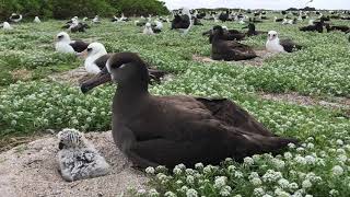 Blackfooted albatross parent and its chick [upl. by Nalahs987]