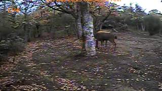 Frustrated Blacktailed Buck Trying to Mate with Decoy  Ruch Oregon [upl. by Tabbie]