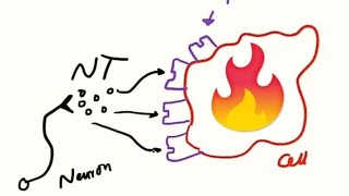 Agonist Partial Agonist Antagonist and Inverse agonist شرح مبسط [upl. by Powe755]