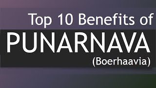 Top 10 Health Benefits of Punarnava  Medicinal Plants Boerhavia  Punarnava [upl. by Buine99]