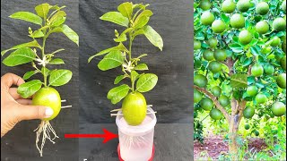 Best Way To Grow lemons from lemons fruit  The easiest procedure in the world [upl. by Cedell933]