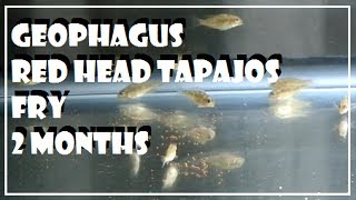 Geophagus Red Head Tapajos Fry  2 Months [upl. by Seabrook365]