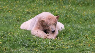 FINJA ❤️ ON the GRASS [upl. by Aryamo]