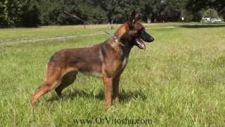 Belgian Malinois Appearance of the working type [upl. by Galven721]