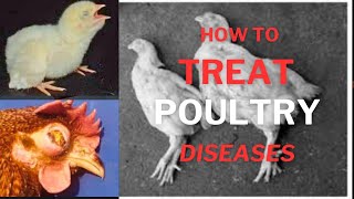 most common disease of poultry treatment and preventative measures [upl. by Eissirhc808]