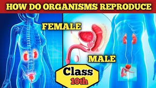 Sexual Reproduction in Human Beings  in Hindi for Class 10 male and female reproductive system [upl. by Enimsaj]