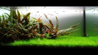 Freshwater Planted Aquarium  Mystic  迷 [upl. by Etnomal]