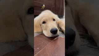 Why This Golden Retriever Puppy Is So Special [upl. by Sweet]