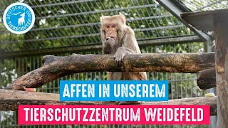 Affen in unserem Tierschutzzentrum Weidefeld [upl. by Dominik]